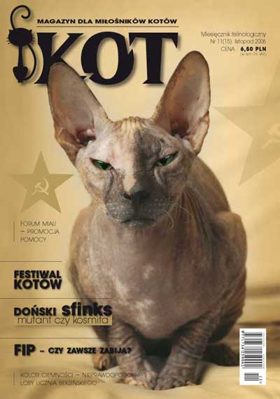 niebezpieczeństwo wypadnięcia kota z wysokości - artykul w magazynie kot