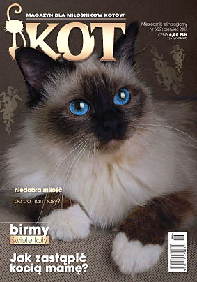 magazyn kot - artykuł jak opiekować się kociętami bez matki